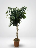 Örgülü Ağlayan İncir Ağacı - (Ficus Benjamin Danielle)