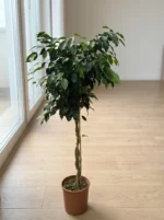 Örgülü Ağlayan İncir Ağacı - (Ficus Benjamin Danielle) - Görsel 2