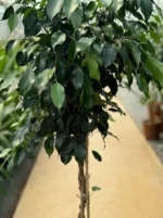 Örgülü Ağlayan İncir Ağacı - (Ficus Benjamin Danielle) - Görsel 3