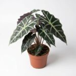Fil Kulağı (Alocasia Amazonica Polly) 30-40 cm