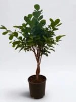 Örgülü Bodur Ağlayan İncir Ağacı - (Ficus Benjamin Microcarpa)