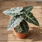 Fil Kulağı (Alocasia Amazonica Polly) 30-40 cm - Görsel 2