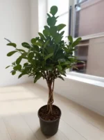 Örgülü Bodur Ağlayan İncir Ağacı - (Ficus Benjamin Microcarpa) - Görsel 2