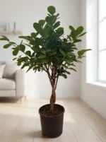 Örgülü Bodur Ağlayan İncir Ağacı - (Ficus Benjamin Microcarpa) - Görsel 3