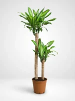 2 Gövdeli Dracena Massengena - XL (Dracena Fragrans)