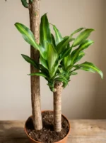 2 Gövdeli Dracena Massengena - XL (Dracena Fragrans) - Görsel 2