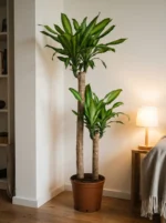 2 Gövdeli Dracena Massengena - XL (Dracena Fragrans) - Görsel 3