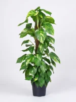 Sopalı Büyük Patos Salon Sarmaşığı - XL (Golden Pothos - Epipremnum Aureum)