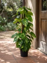 Sopalı Büyük Patos Salon Sarmaşığı - XL (Golden Pothos - Epipremnum Aureum) - Görsel 2