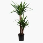3 Gövdeli Yuka Çiçeği XL (Avize Çiçeği - Yucca Elephantipes)