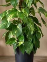 Sopalı Büyük Patos Salon Sarmaşığı - XL (Golden Pothos - Epipremnum Aureum) - Görsel 3