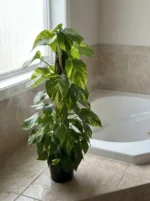 Sopalı Büyük Patos Salon Sarmaşığı - XL (Golden Pothos - Epipremnum Aureum) - Görsel 4