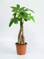 Para Ağacı (Pachira Aquatica)