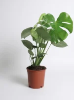 Deve Tabanı - Large (Monstera Deliciosa)