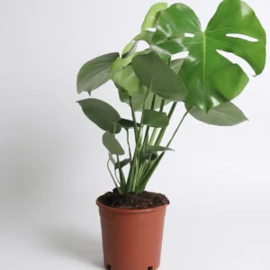 Deve Tabanı - Large (Monstera Deliciosa)