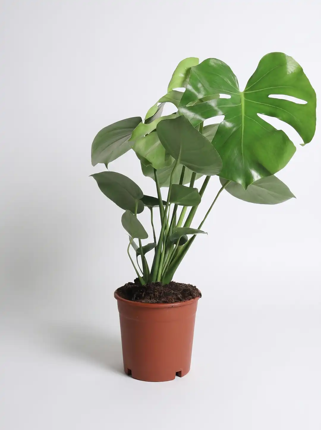 image_1080-38.webp Deve Tabanı - Large (Monstera Deliciosa) - Görsel 1