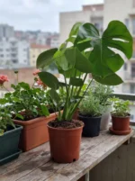Deve Tabanı - Large (Monstera Deliciosa) - Görsel 2