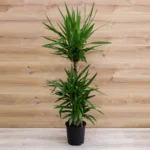 3 Gövdeli Yuka Çiçeği XL (Avize Çiçeği - Yucca Elephantipes) - Görsel 2
