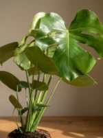 Deve Tabanı - Large (Monstera Deliciosa) - Görsel 3
