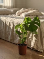 Deve Tabanı - Large (Monstera Deliciosa) - Görsel 4