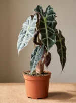 Fil Kulağı (Alocasia Amazonica Polly)  50-60 cm - Görsel 3