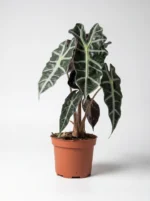 Fil Kulağı (Alocasia Amazonica Polly)  50-60 cm