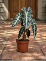 Fil Kulağı (Alocasia Amazonica Polly)  50-60 cm - Görsel 2