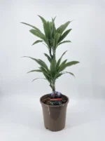 2 Gövdeli Dracaena Warneckii White Stripe (Dracena Fragrans)