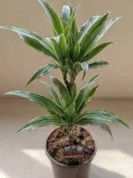 2 Gövdeli Dracaena Warneckii White Stripe (Dracena Fragrans) - Görsel 3