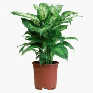 Difenbahya (Ağlayan Çiçek - Dieffenbachia Compacta)