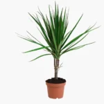 Madagaskar Dragon Ağacı (Draçena - Dracena Marginata)
