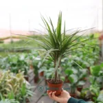 Madagaskar Dragon Ağacı (Draçena - Dracena Marginata) - Görsel 2