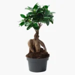 Bonsai Ağacı - Medium (Ficus Microcarpa Ginseng)