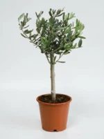 Bonsai Zeytin Ağacı - Small (Olive Tree)