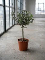 Bonsai Zeytin Ağacı - Small (Olive Tree) - Görsel 2
