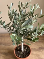 Bonsai Zeytin Ağacı - Small (Olive Tree) - Görsel 3