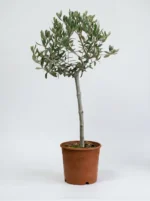 Bonsai Zeytin Ağacı - Large (Olive Tree)