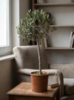 Bonsai Zeytin Ağacı - Large (Olive Tree) - Görsel 2