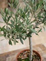 Bonsai Zeytin Ağacı - Large (Olive Tree) - Görsel 3