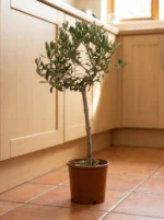 Bonsai Zeytin Ağacı - Large (Olive Tree) - Görsel 4