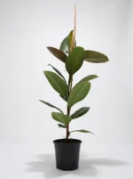 Kauçuk Çiçeği (Ficus Elastica Robusta)