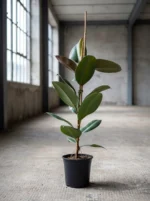 Kauçuk Çiçeği (Ficus Elastica Robusta) - Görsel 2