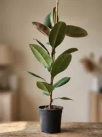 Kauçuk Çiçeği (Ficus Elastica Robusta) - Görsel 3