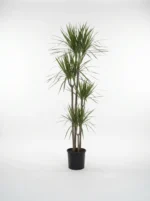 4 Gövdeli Büyük Madagaskar Dragon Ağacı (Draçena - Dracena Marginata)