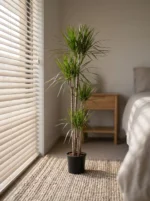 4 Gövdeli Büyük Madagaskar Dragon Ağacı (Draçena - Dracena Marginata) - Görsel 2