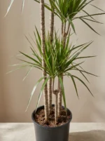4 Gövdeli Büyük Madagaskar Dragon Ağacı (Draçena - Dracena Marginata) - Görsel 3