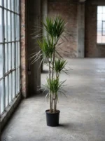 4 Gövdeli Büyük Madagaskar Dragon Ağacı (Draçena - Dracena Marginata) - Görsel 4