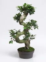 S Form Bonsai Ağacı (Ficus Microcarpa Ginseng)