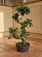 S Form Bonsai Ağacı (Ficus Microcarpa Ginseng) - Görsel 2