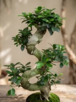 S Form Bonsai Ağacı (Ficus Microcarpa Ginseng) - Görsel 3